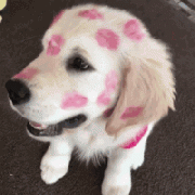 我家狗，在外面有人了！