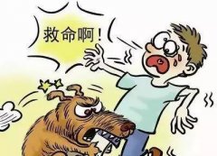 如遇惡犬咬人該怎么辦？這些知識也許能救命！