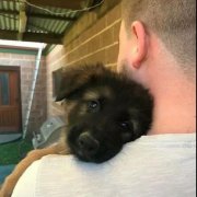 世界上最深厚的感情，排在第一位的竟是狗狗對