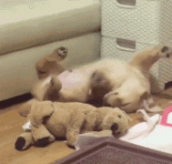 什么暖汪，全都是騙我養狗編出來的鬼話！