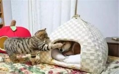 年年被搶窩，次次都慫成狗！可啥時(shí)候是個(gè)頭啊