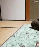 你家狗有什么過(guò)人技能？網(wǎng)友：我家狗會(huì)擦地板