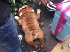 夏天超級熱，狗狗也會煩躁的，怎么辦吶？ 華興