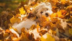 氣溫驟變，謹記寵物保暖誤區！ 華興寵物食品