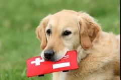 狗狗突然休克？7個急救辦法可以救你的狗! 華興