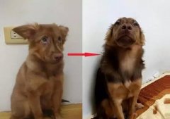 狗知道自己是狗嗎？