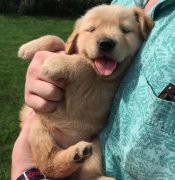 把狗當孩子養，你認同嗎？ 華興寵物食品