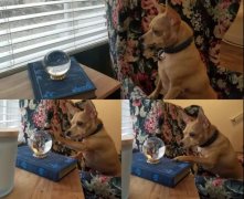 我家狗愛多管閑事咋整？一天到晚都瞎操心...