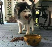 這些錯誤喂食習(xí)慣，別再犯了  華興寵物食品